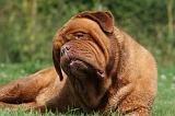 DOGUE DE BORDEAUX 313